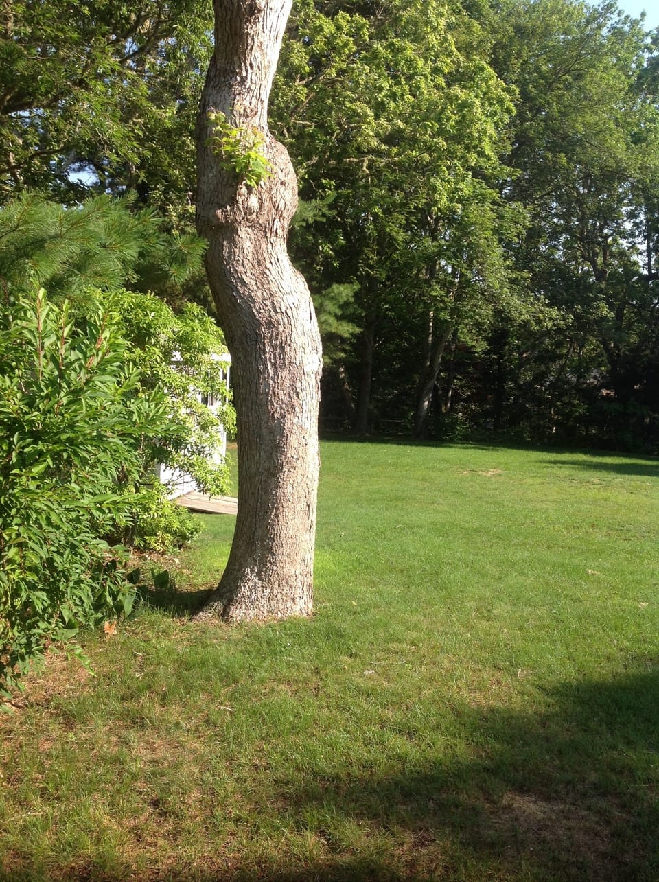 Side Yard 