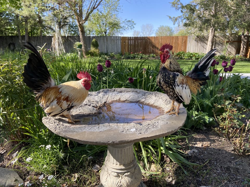 Col Sanders and Gregory Peck getting a drink in the Ceremony Garden