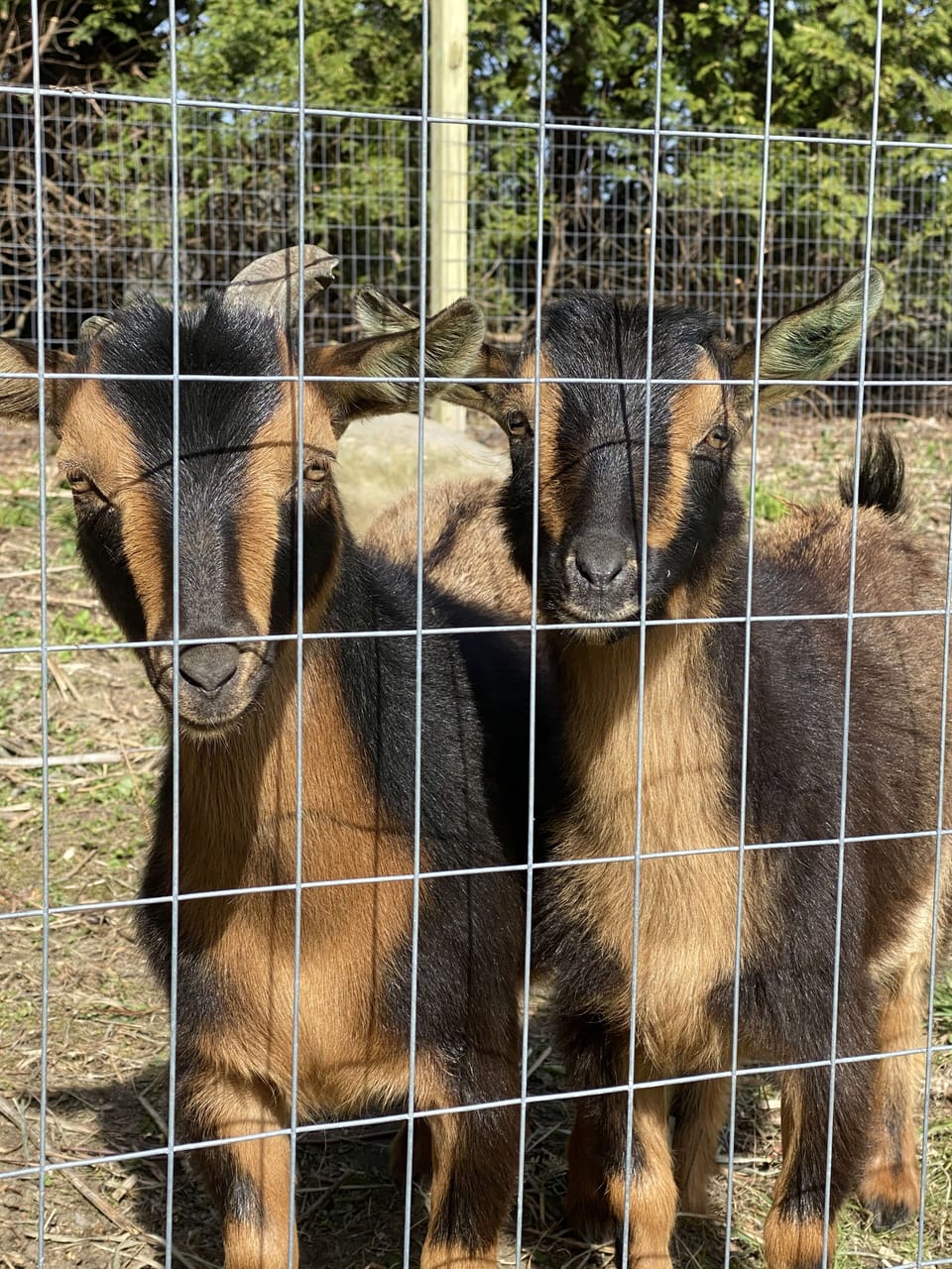 Our Nigerian Dwarf Goats