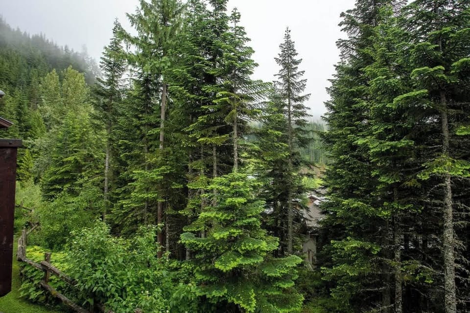 - Serene forest views right outside your mountain retreat  
- Towering evergreens create a peaceful alpine setting  
- Immerse yourself in nature from every window and deck  
