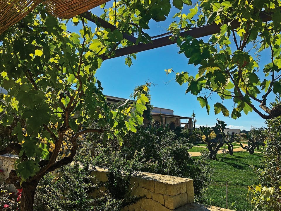 Tree, Leaf, Plant, Woody Plant, Branch, House, Architecture, Plane, Vitis, Building