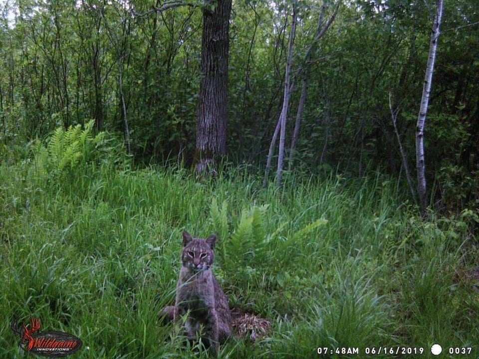 Cabin20in20the20Woods2022