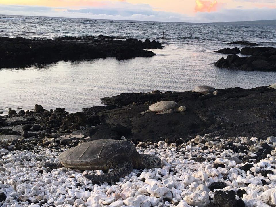 Sea turtles 
