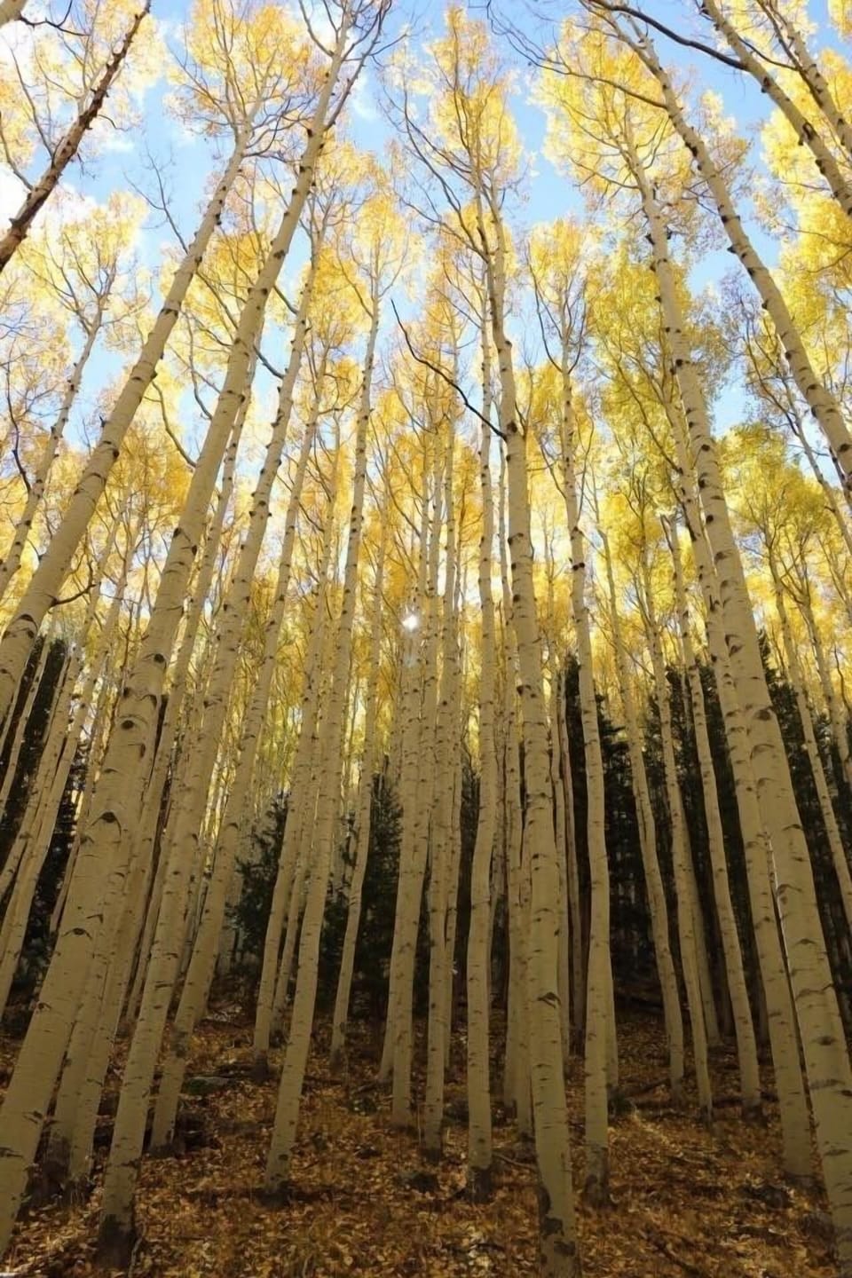 Gorgeous aspen groves abound