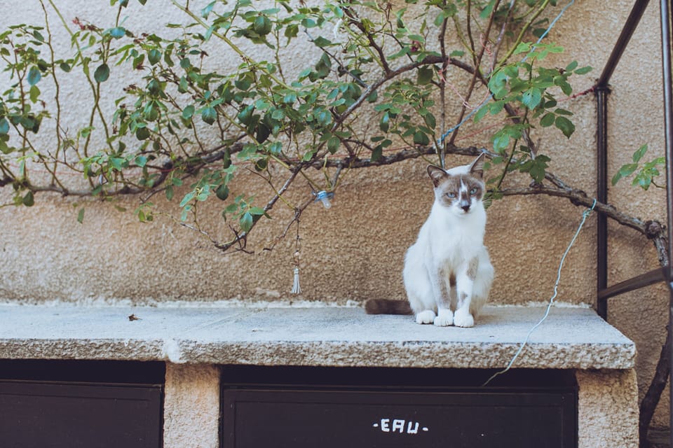 Pet-friendly