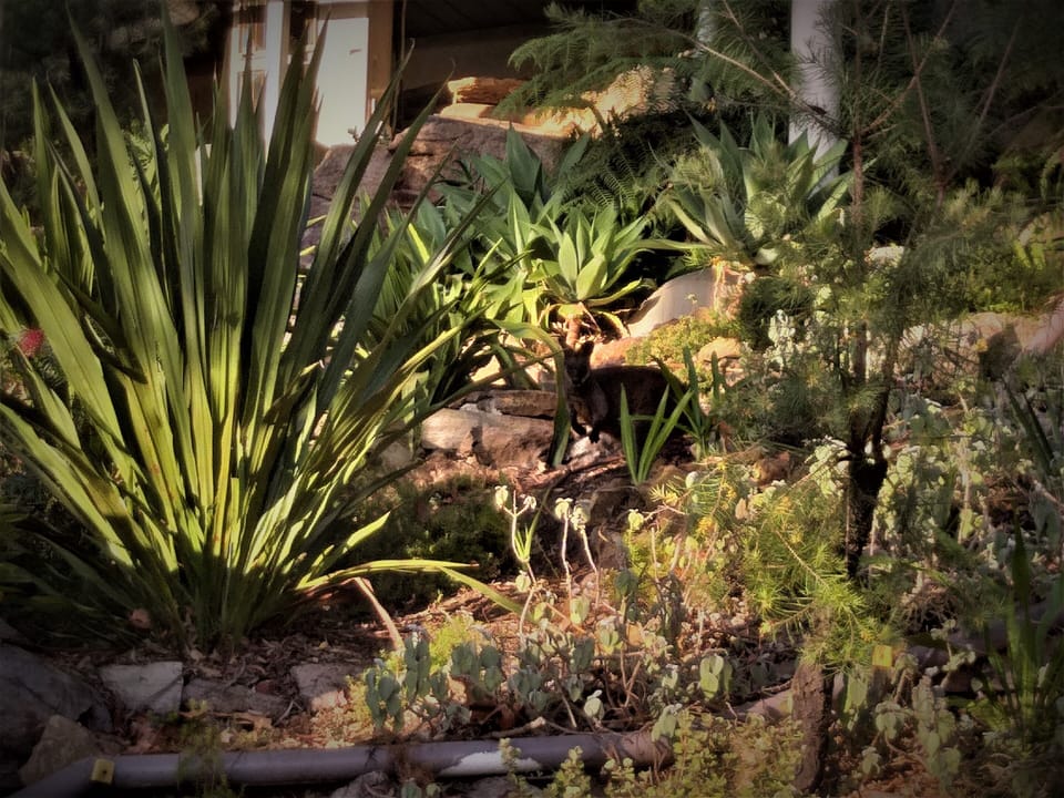 Can you see the Wallaby