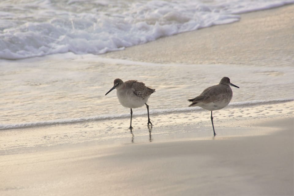 Beach birds