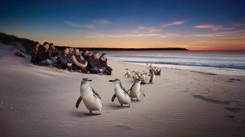 Penguins on the island - short drive from apartment