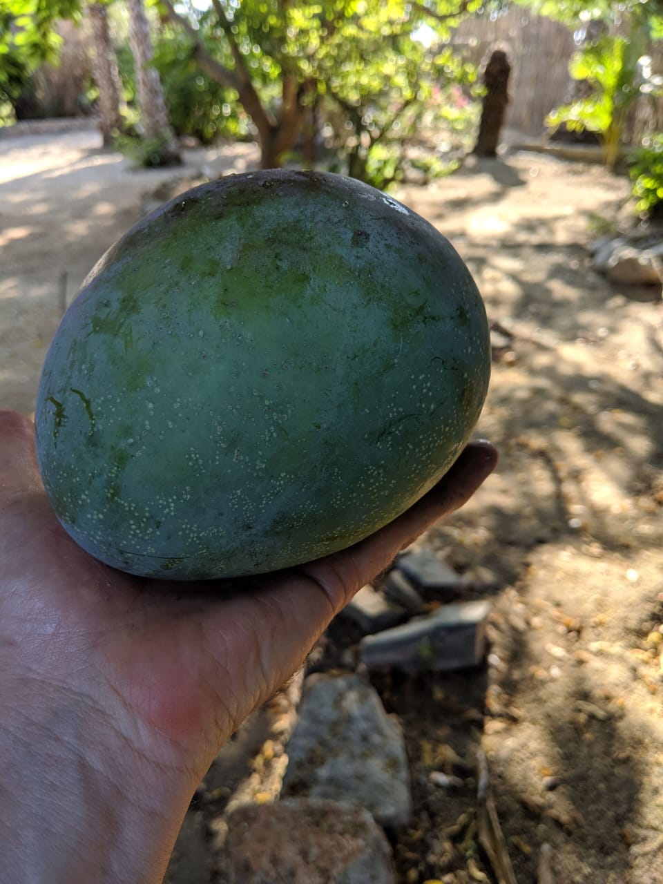 Mango