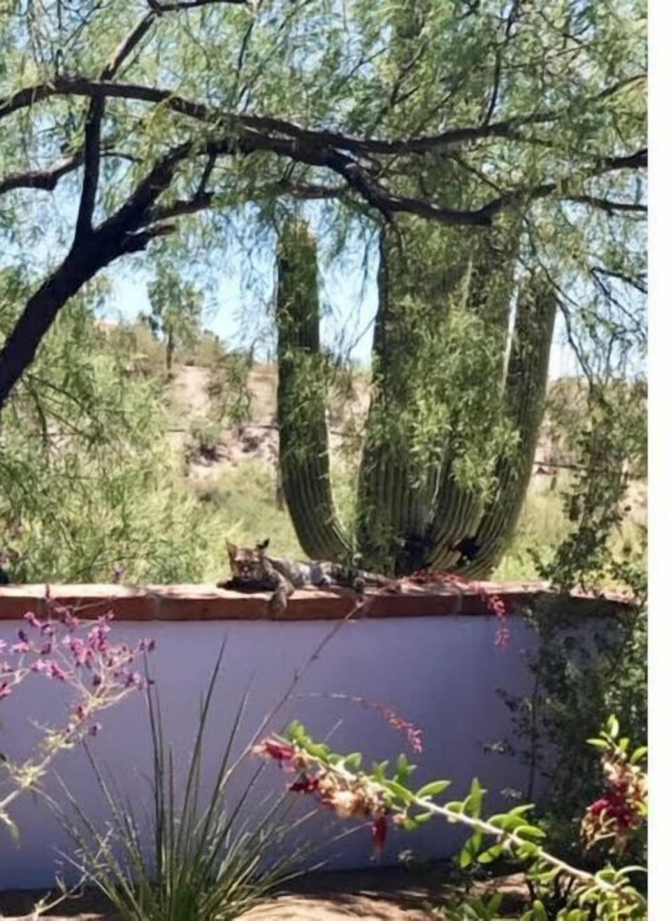 Desert Retreat at Tucson's Catalina Foothills House in Catalina Foothills