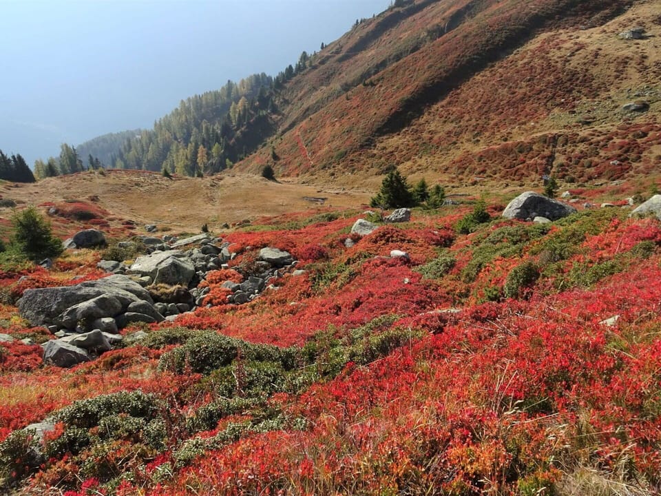 Plant, Mountain, Flower, Plant Community, Ecoregion, Sky, Natural Landscape, Slope, Grass, Mountainous Landforms