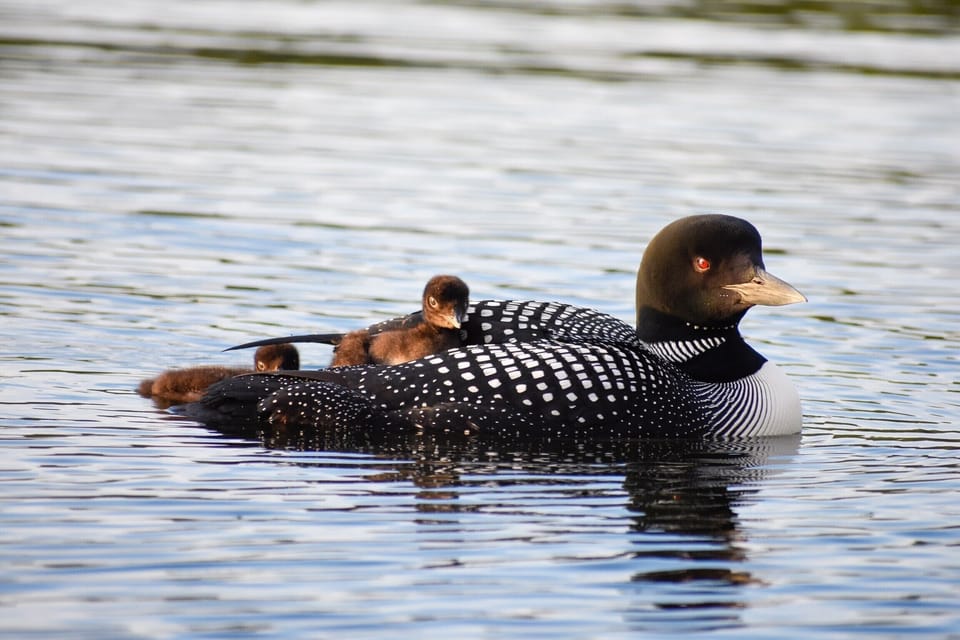 Baby loons in the spring 