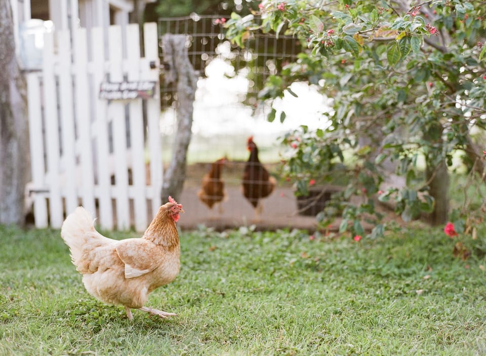 Fresh eggs available from our hens when they are laying!