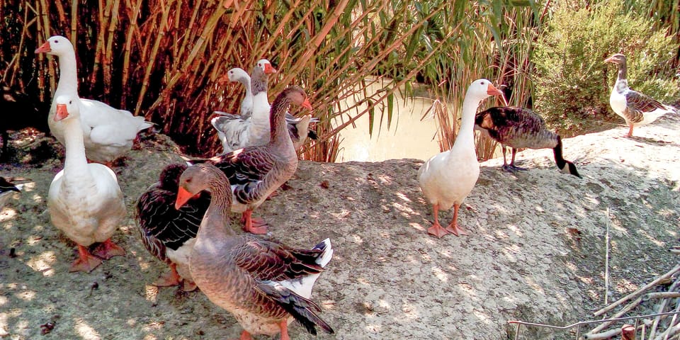 Say hello to our geese and ducks