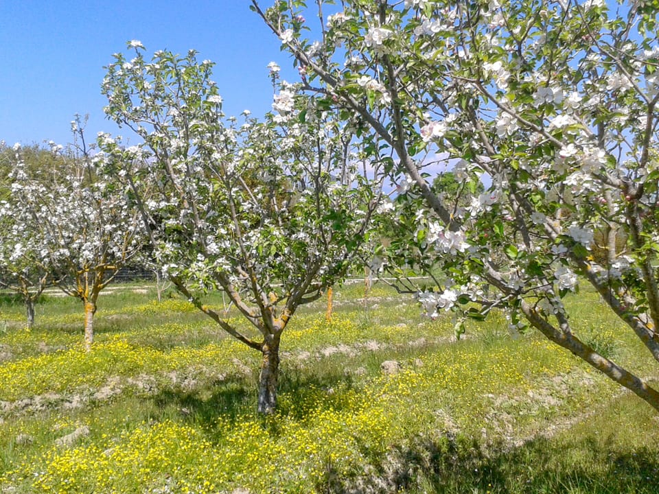 Orchard