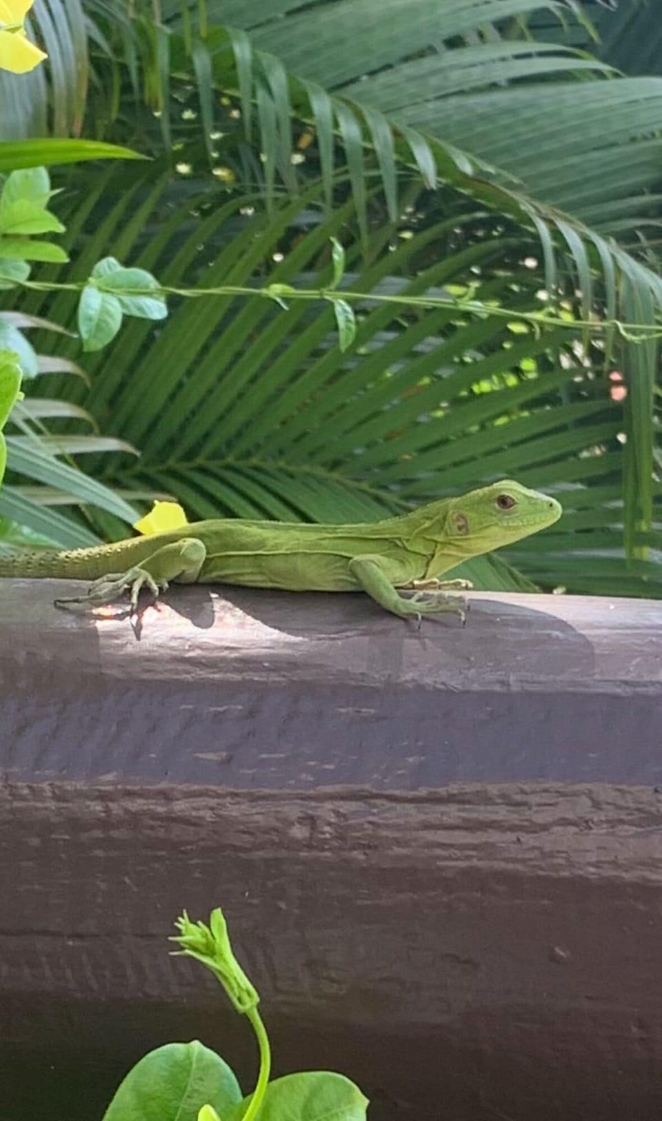 A friend stopped by to soak in some sun! 