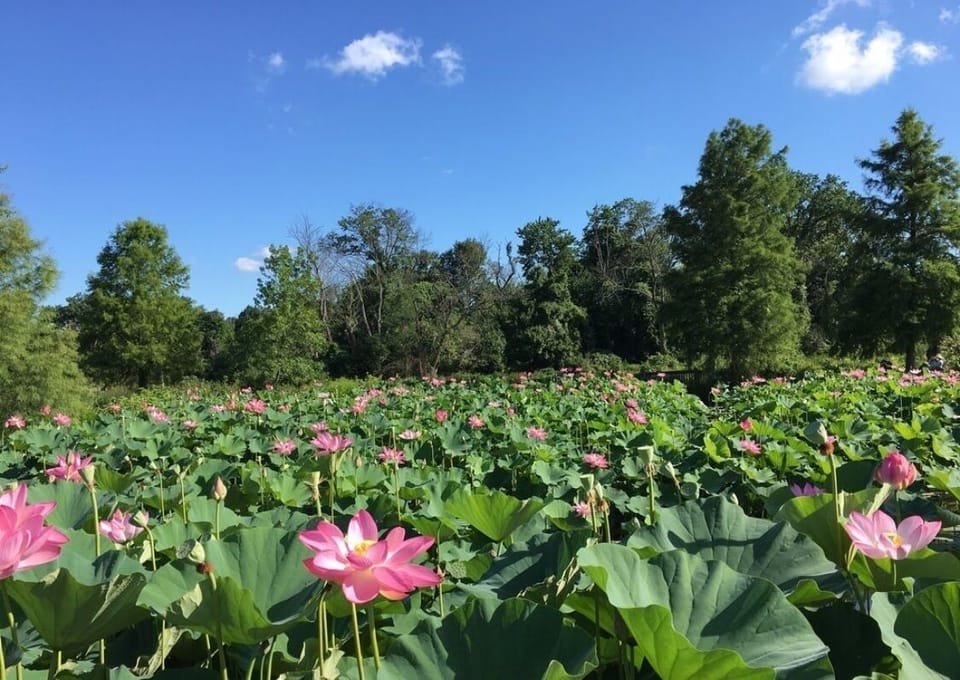 Lotus flowers/fields at the Aquatic Gardens in summer (5 min. walk away)