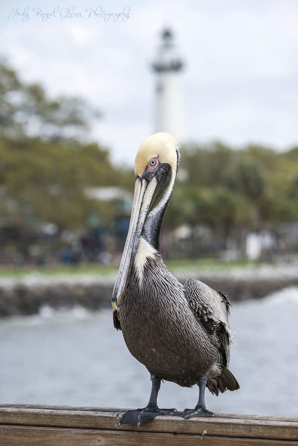 Go to the pier and perhaps you can meet a regular visiter and friend