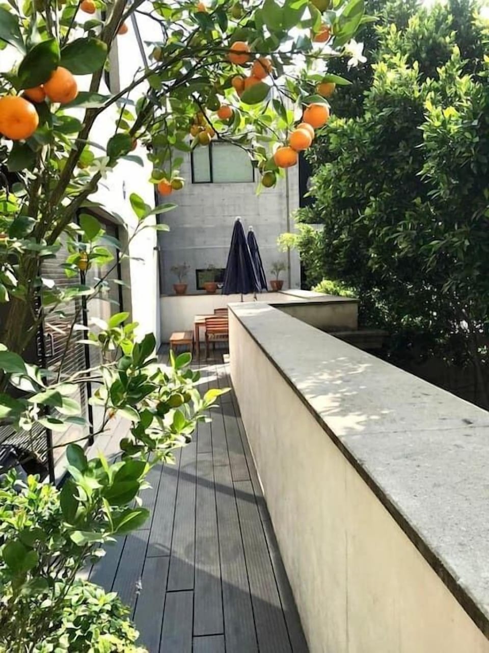 Our little mandarin tree has a name! It's Orlando. He lives on our terrace.