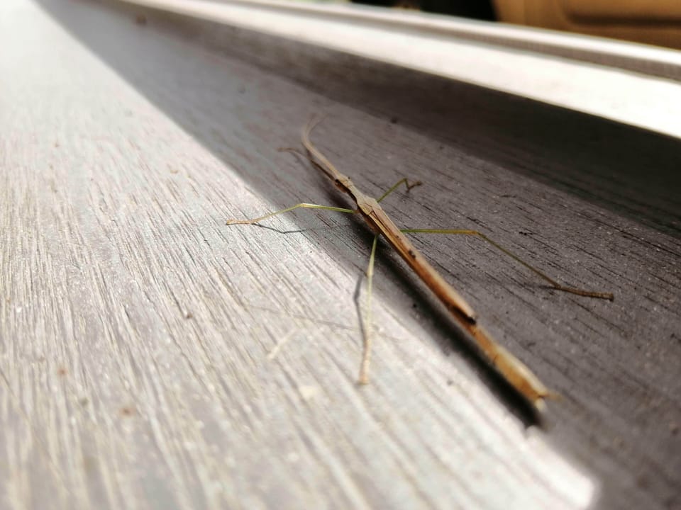 Visitor