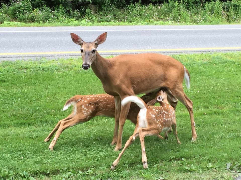 Friendly Neighbors