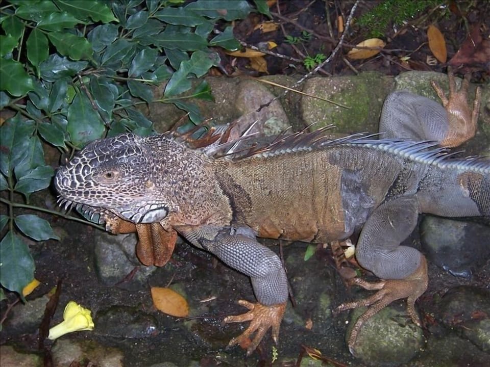 Encounter the local wildlife