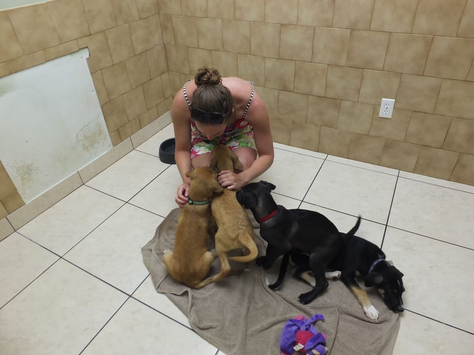 Puppy kisses at Potcake Place, Adoption & Rescue Centre in Salt Mills Plaza.