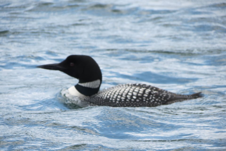 Beautiful Loons 