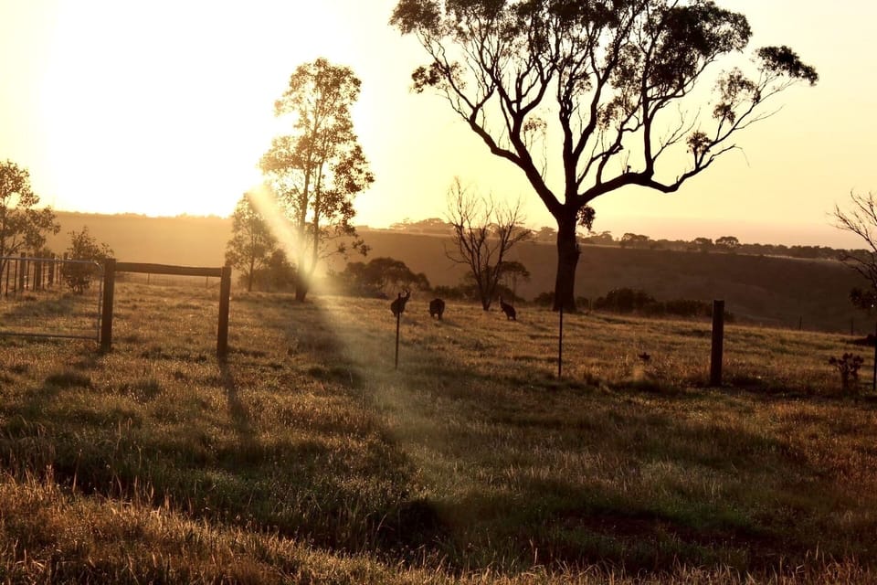 Kangaroos enjoying a grazing in our paddock 
