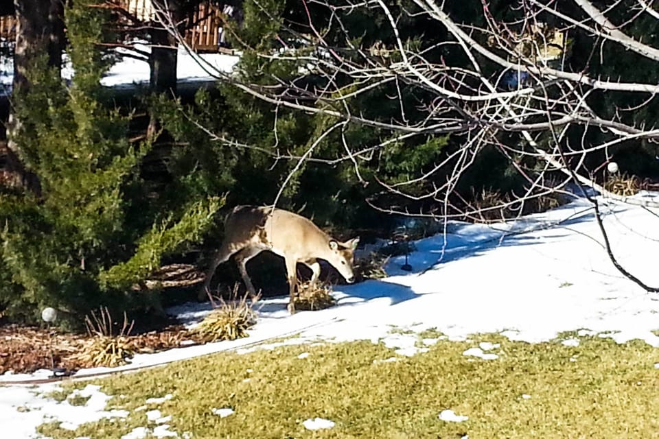 Wildlife Sightings