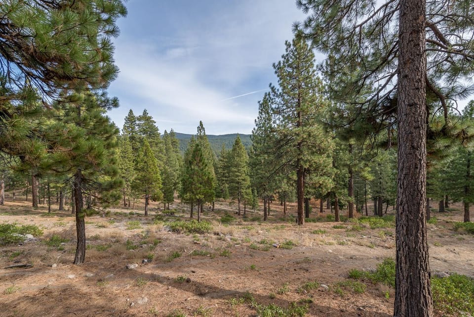 Forested backyard
