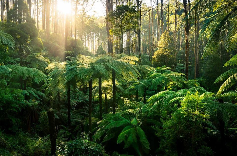 Ferny Hill Retreat in the heart of the Dandenong Ranges. Only 45 mins from Melb.