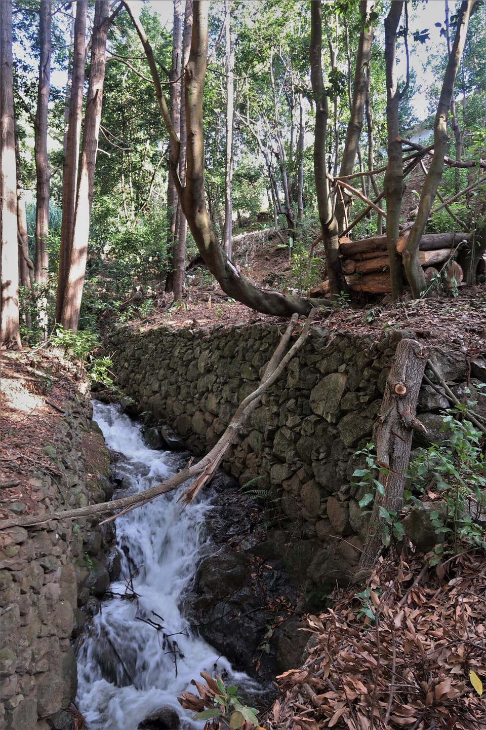The Levada that runs through the forest