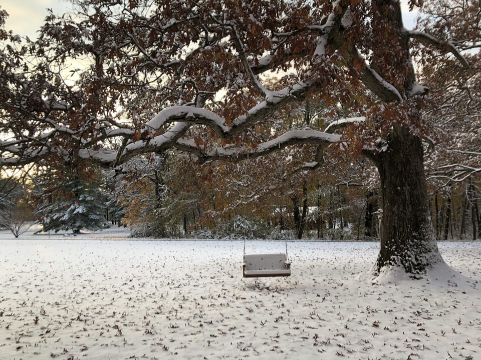 bench swing suspended from oak tree outside office building