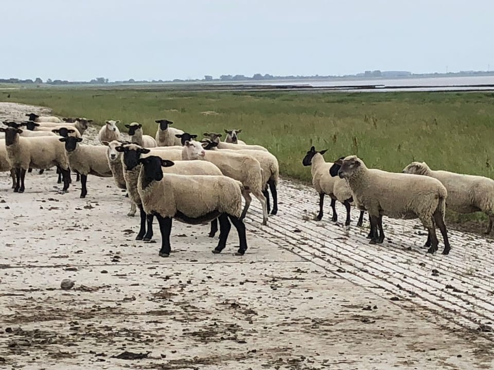 Holiday house Wattkieker on the North Sea House in Schleswig-Holstein