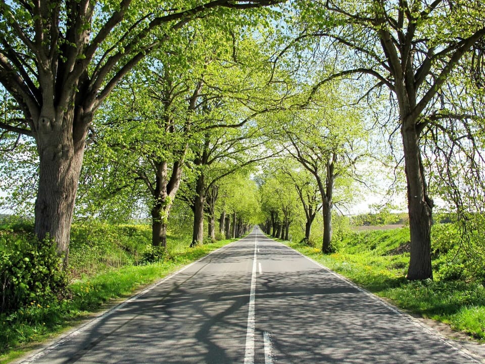 Plant, Leaf, Road Surface, Tree, Branch, Natural Landscape, Shade, Asphalt, Thoroughfare, Wood