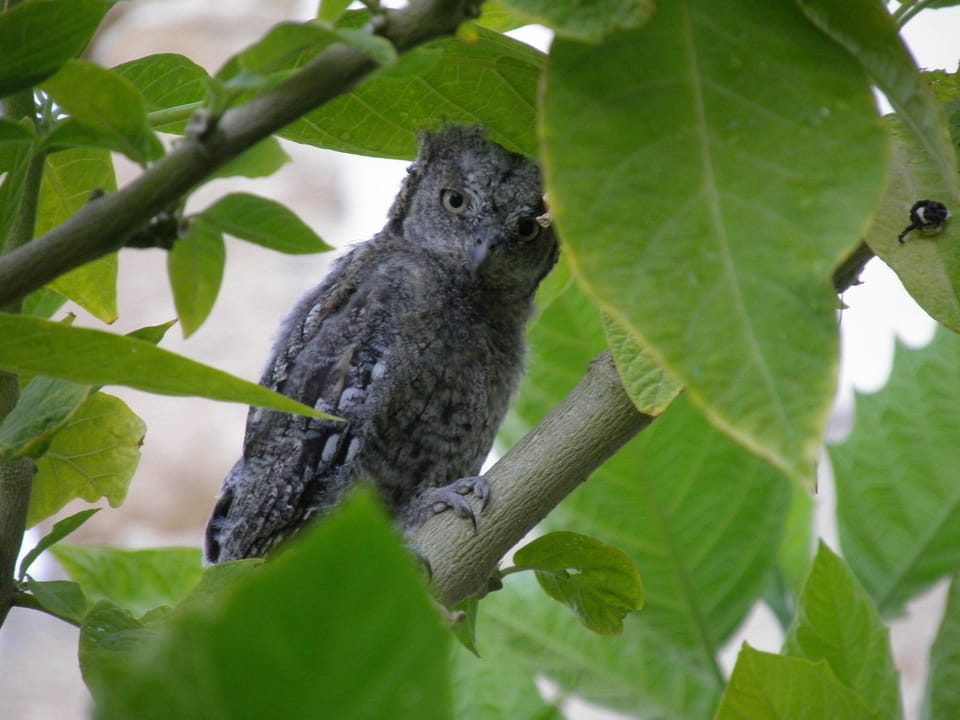 Local family of owls