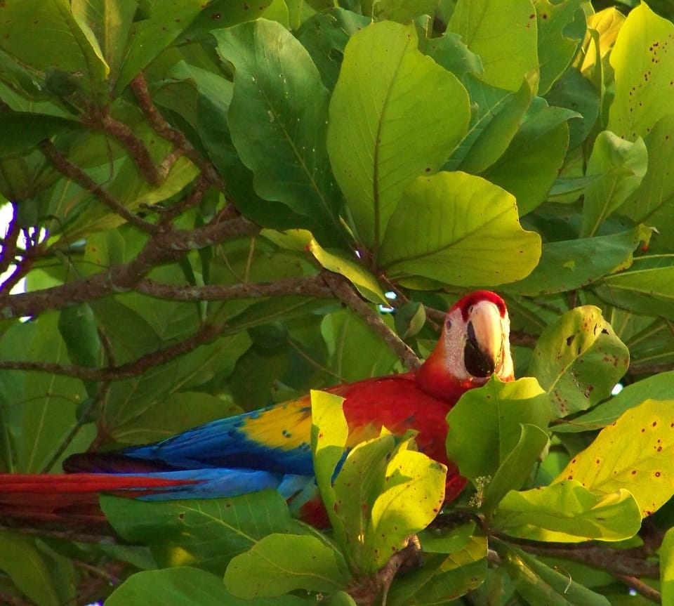 VILLAS OPERA HILLS
Macaw in Almendro tree