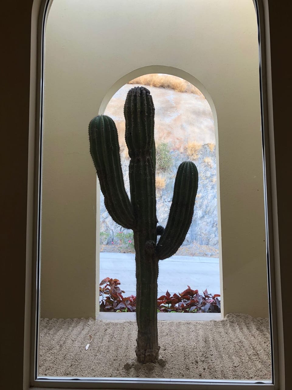 Cactus outside of stairs leading to pool level. 