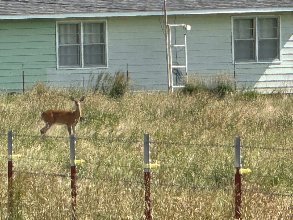 One of the neighbors stopping by to visit.