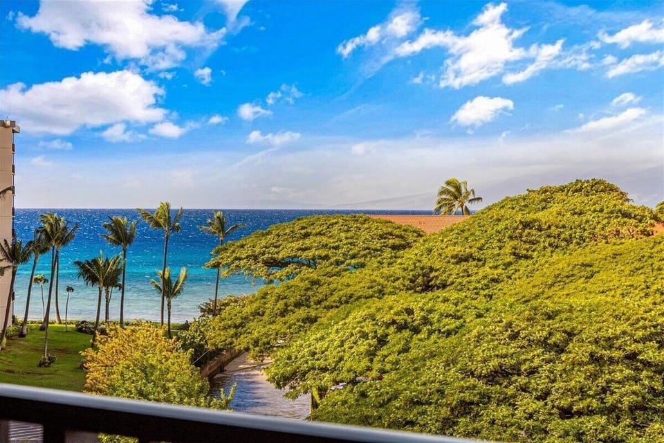 Tropical treetops