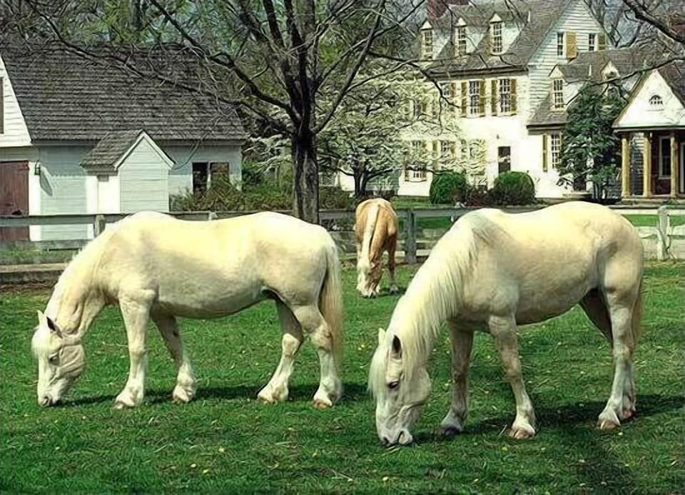 Colonial Williamsburg