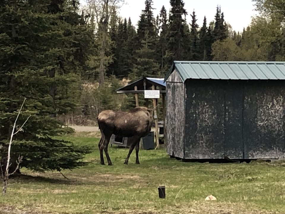 Momma Moose on the property Spring of 2019