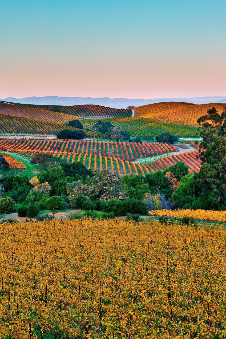 Welcome to Napa Valley!