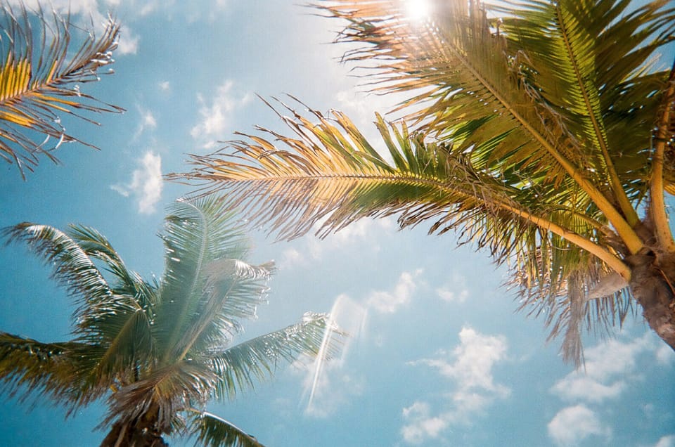 Swaying palm fronds beneath sunny blue skies capture the tropical spirit of St. Petersburg