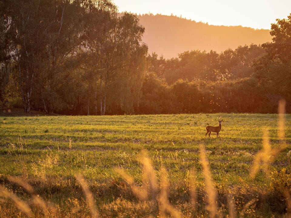 Grass, Nature, Grassland, Natural Landscape, Ecoregion, Plain, Summer, Sunrise, Landscape, Sunlight