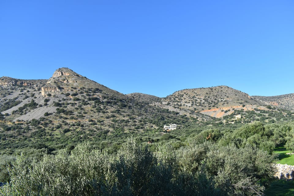 View of olive groves and Mount Oxa from rear balcony