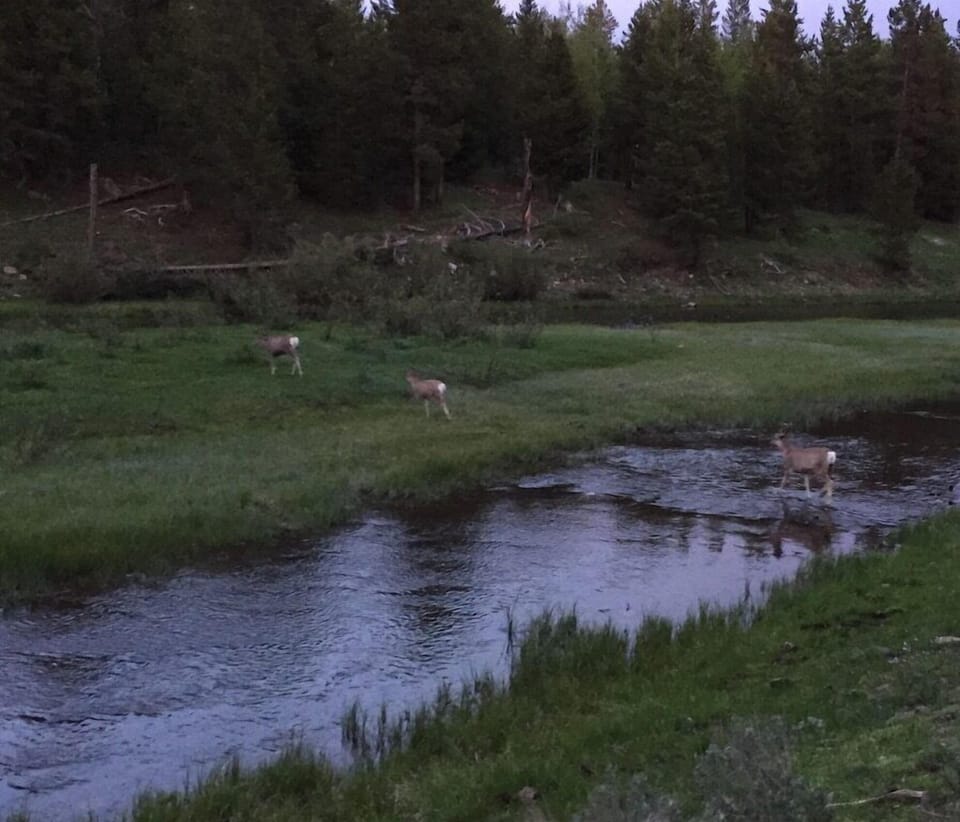 Wildlife seen at dusk, right around the corner of Serenity Pines!