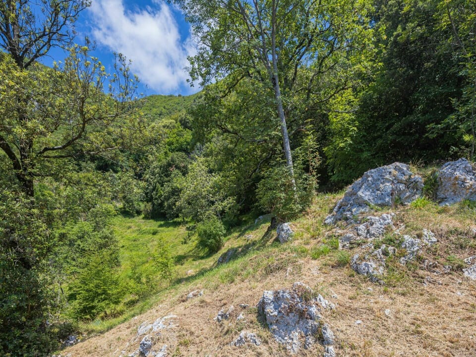 Vegetation, Nature Reserve, Tree, Wilderness, Natural Environment, Mountainous Landforms, Forest, Biome, Rock, Mountain