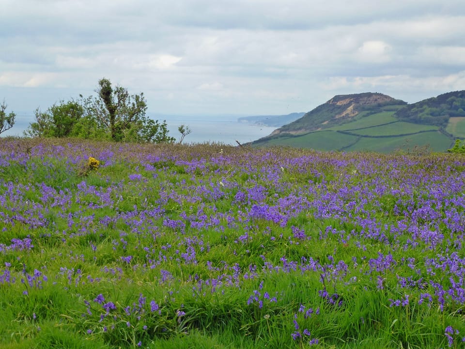 Thorncombe Beacon to the Golden Cap on a walk from Ash Cottage.